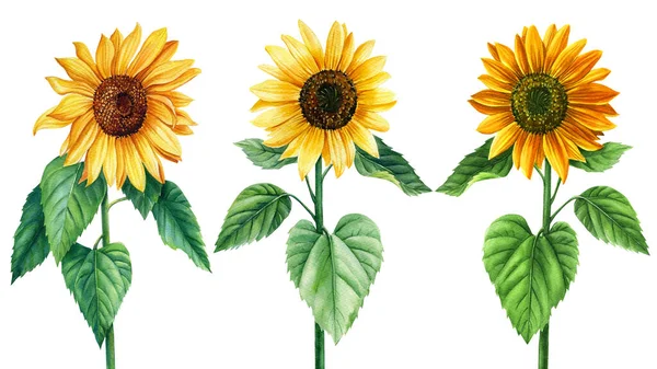 Set of watercolor bright yellow, sunflowers hand-drawn illustration — Foto Stock