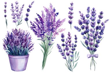 flowers lavender on isolated white, watercolor drawing, botanical painting, spring flora