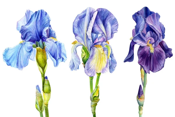 Blue and violet iris isolated on white background watercolor botanical illustration — ストック写真