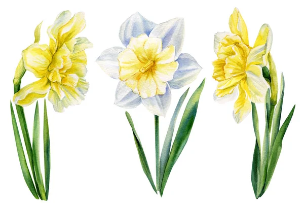 Flores narcisos en blanco aislado, dibujo acuarela, pintura botánica, flor de primavera — Foto de Stock