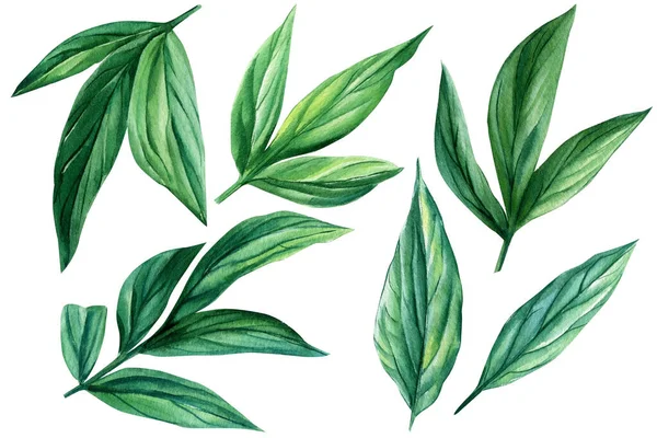 Set of leaves isolated on white background, watercolor illustration, peony leaf — Zdjęcie stockowe