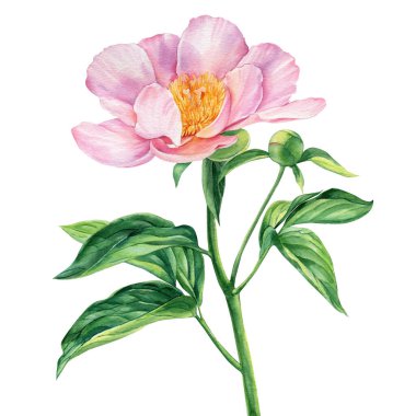 Peony flower isolated on white background, watercolor drawing, pink color