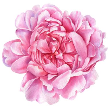Flower isolated on white background, watercolor botanical illustration, pink Peony