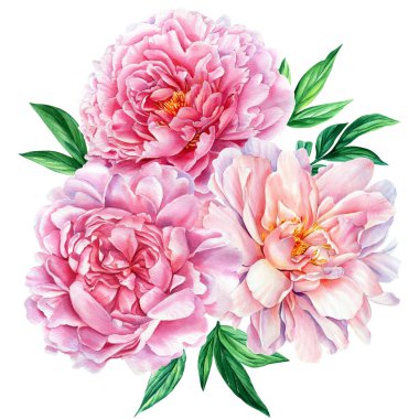 Flower illustration, pink peony on a white background. watercolor Bouquets with peonies, greeting card. 