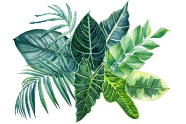 bouquet of tropical leaves on isolated white, watercolor drawing, botanical painting, exotic flora