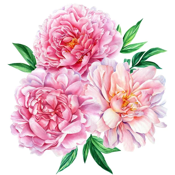 Flower illustration, pink peony on a white background. watercolor Bouquets with peonies, greeting card. — Φωτογραφία Αρχείου