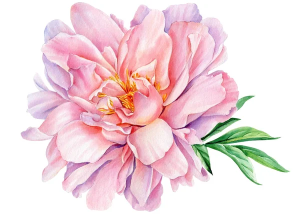 Peonía flor aislada sobre fondo blanco, acuarela dibujo, color rosa — Foto de Stock