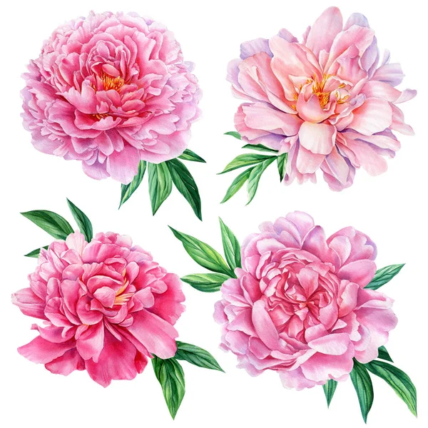 Peonies flowers and leaves isolated on white background, floral design elements, watercolor drawing — Φωτογραφία Αρχείου