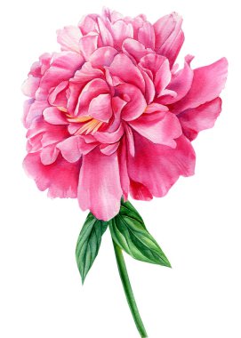 Beyaz arka planda izole edilmiş çiçek, suluboya çizim, pembe şakayık.