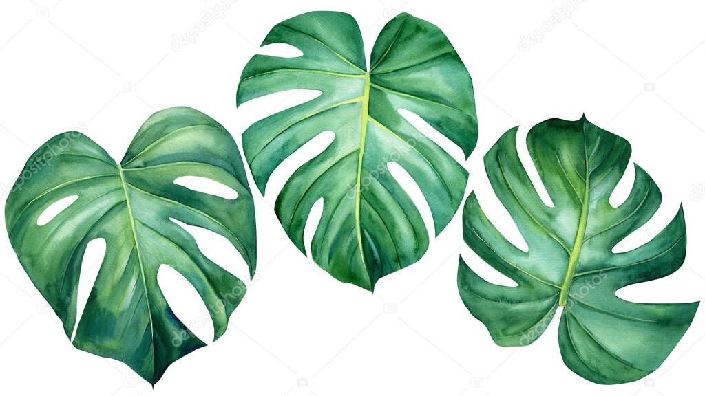 Set tropical leaves isolated on white background, floral design elements, watercolor drawing. Monstera palm