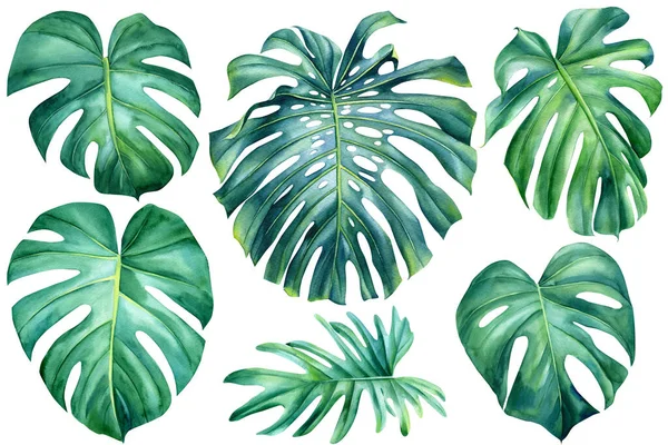 Folhas de palma em branco isolado, desenho aquarela, pintura botânica, flora de verão, Conjunto de plantas tropicais — Fotografia de Stock