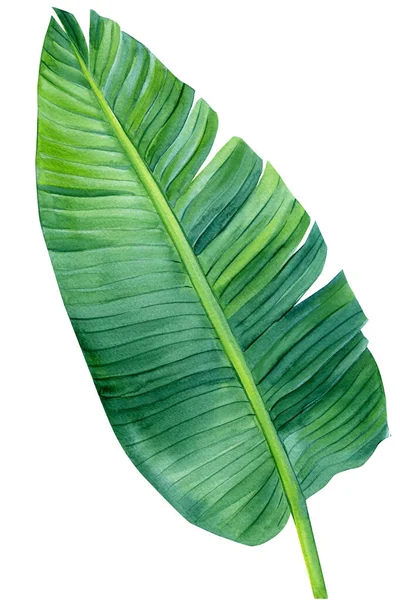 Acuarela Hoja de palma sobre blanco aislado, pintura botánica, elemento tropical de verano. strelitzia — Foto de Stock