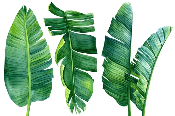 Banánpálma levelek izolált fehér, akvarell rajz, botanikai festészet, nyári trópusi növények — Stock Fotó