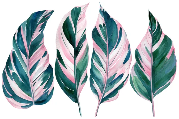 Set van roze tropische bladeren op witte achtergrond, aquarel illustratie, inpakpapier, textiel of interieur behang — Stockfoto