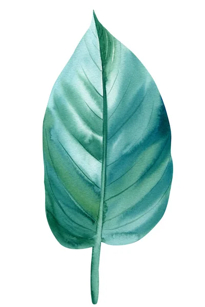 Tropisches Blatt. Dschungel, botanische Aquarellillustrationen. ficus — Stockfoto