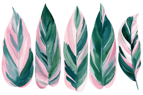 Hojas exóticas de color rosa palma y verde sobre fondo blanco, ilustración de acuarela, diseño de la selva. Stromanthe Triostar —  Fotos de Stock