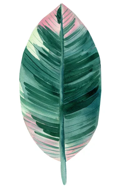 Trópusi rózsaszín és zöld levelek, elszigetelt fehér háttér, akvarell ficus levél — Stock Fotó