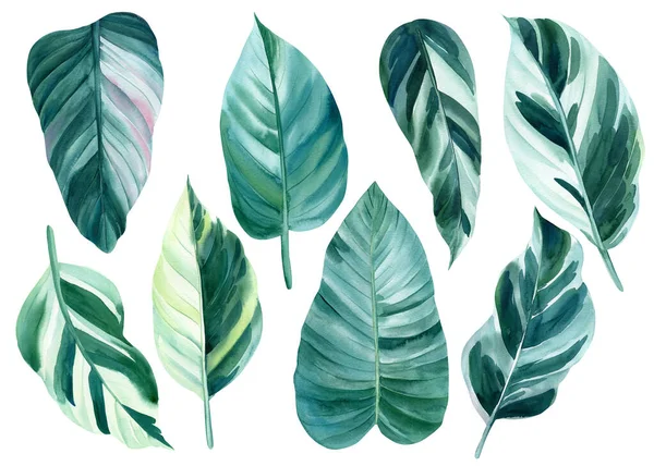 Akvarel Džungle flóra. Sada tropických rostlin, barevné listy na izolovaném bílém pozadí, abstraktní malba — Stock fotografie