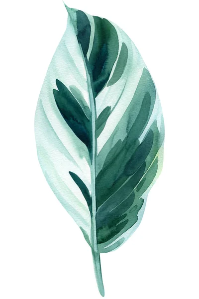 Hoja tropical verde sobre fondo blanco, ilustración de acuarela, diseño de selva. calatea —  Fotos de Stock
