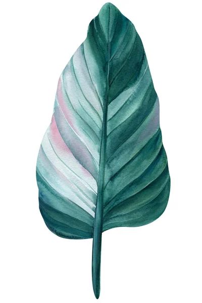Hoja tropical verde sobre fondo blanco, ilustración de acuarela, diseño de la selva — Foto de Stock