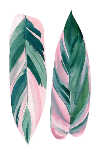Watercolor pink and green leaves on white background, jungle design. Stromanthe Triostar — Stock Photo, Image