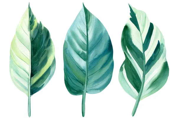 Conjunto de folhas tropicais. Selva, ilustrações de aquarela botânica, elementos florais, calathea — Fotografia de Stock