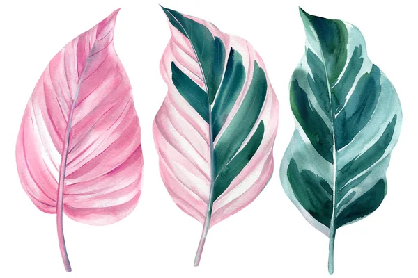 Tropische Pflanzenblätter auf isoliertem Weiß, Aquarellzeichnung, botanische Malerei, rosa Flora, Ficus — Stockfoto