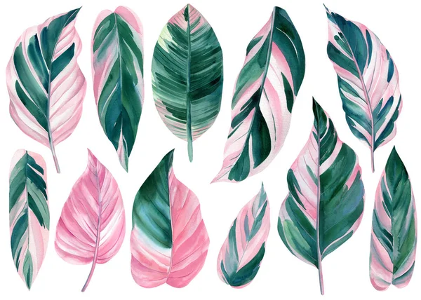 Set tropischer Blätter auf weißem Hintergrund, Palmblätter, Aquarell-Illustration, Ficus und Calathea — Stockfoto