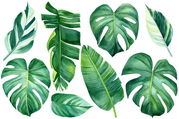 Tropical aquarela folhas de palma em um fundo isolado, conjunto de plantas verdes, ilustração botânica — Fotografia de Stock