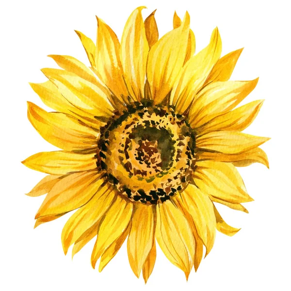 Warna cat air bunga matahari kuning cerah, gambar tangan bunga — Stok Foto