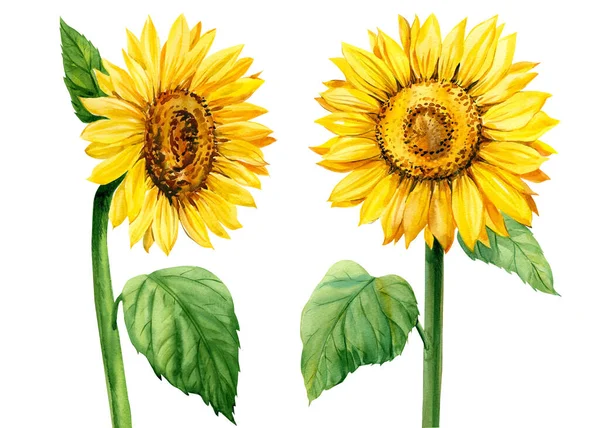 Bunga matahari pada latar belakang putih yang terisolasi, Ilustrasi warna air, lukisan Botani, set bunga — Stok Foto