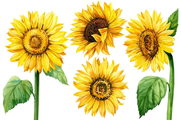 Mengatur bunga matahari, latar belakang putih terisolasi, lukisan cat air, lukisan botani, bunga musim panas — Stok Foto