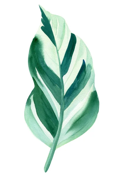 Liść tropikalny. Dżungla, botaniczne ilustracje akwareli. cebula — Zdjęcie stockowe