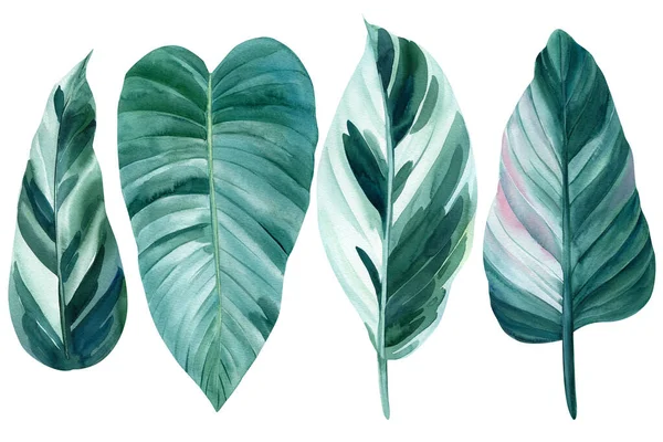 Folhas tropicais sobre fundo branco, ilustração aquarela, projeto da selva — Fotografia de Stock