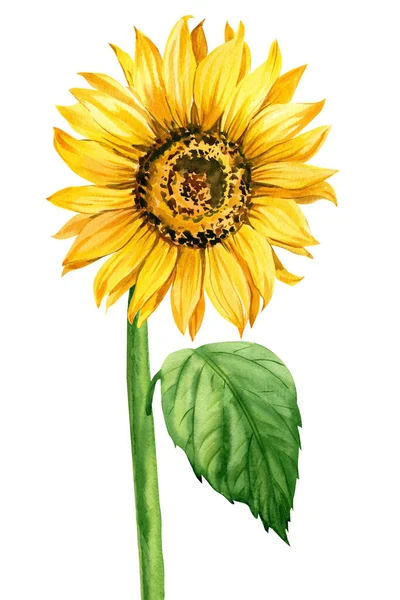 Aquarell Sonnenblume auf isoliertem weißem Hintergrund, gelbe Blume — Stockfoto