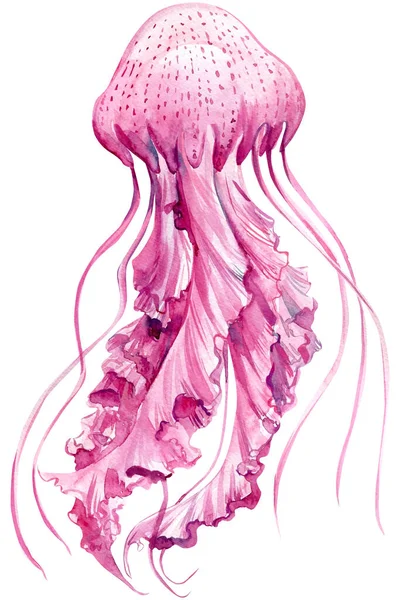 Medusas rosadas sobre fondo blanco, ilustración acuarela — Foto de Stock