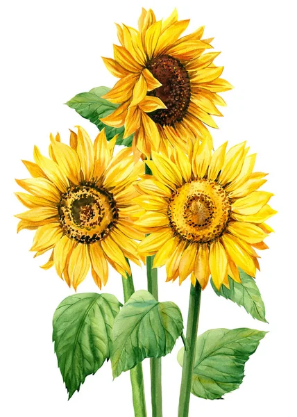 Ramillete Girasoles aislados sobre fondo blanco, acuarela ilustración botánica, dibujo a mano, flores y hojas —  Fotos de Stock