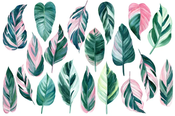 白を基調としたエキゾチックなヤシのピンクと緑の葉、水彩画、ジャングルのデザインをセット — ストック写真
