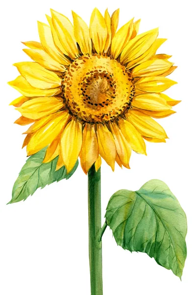 Bunga matahari, warna air ilustrasi botani, bunga kuning — Stok Foto