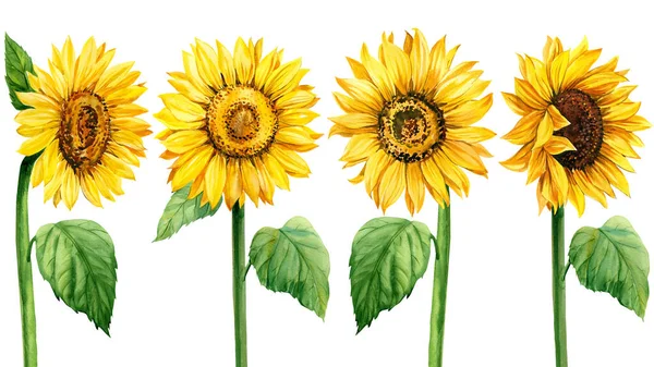 Set zonnebloemen op geïsoleerde witte achtergrond, Aquarel illustratie, Botanische schilderen — Stockfoto