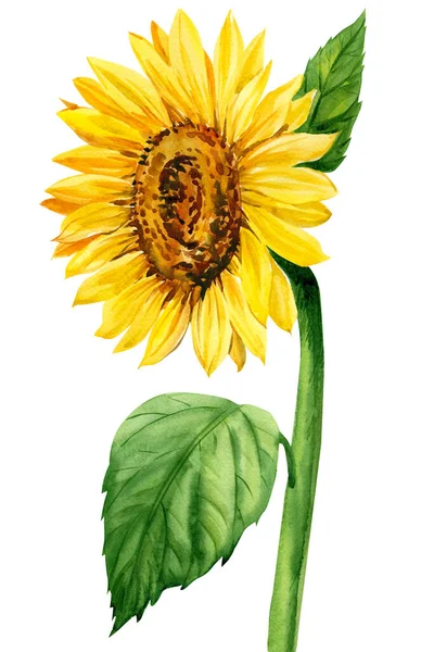 Aquarell Sonnenblume auf isoliertem weißem Hintergrund. Botanische Illustration, Blume — Stockfoto