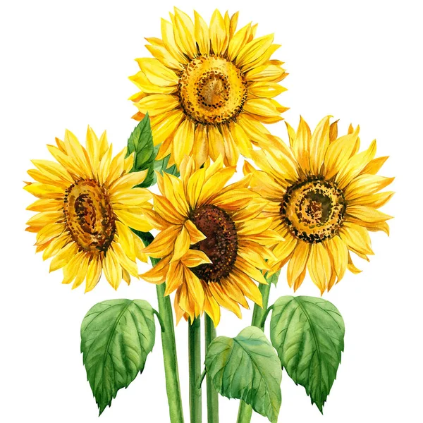 Bouquet dari bunga matahari cat tangan cat air komposisi, desain bunga — Stok Foto