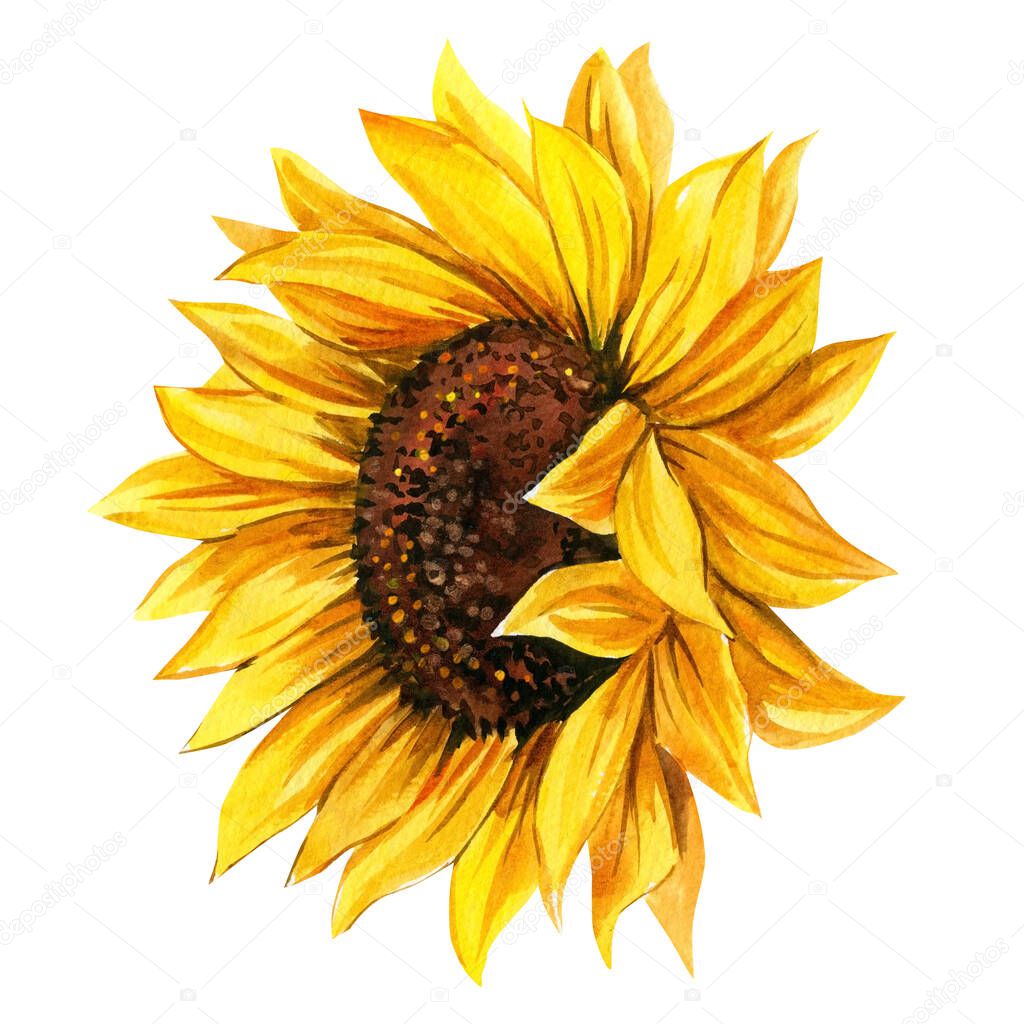 Sunflower on an isolated white background, watercolor illustration, botanical painting, yellow flower