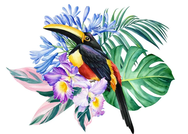 Toucan, folhas de palma, flores tropicais orquídea, aquarela ilustração desenhada à mão — Fotografia de Stock