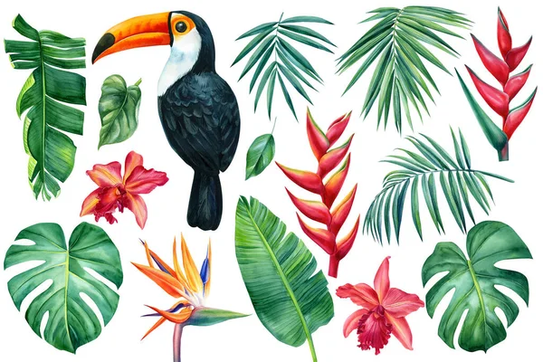 Tropische collectie met exotische bloemen, vogel- en palmbladeren, design geïsoleerde elementen op een witte achtergrond, clipart — Stockfoto