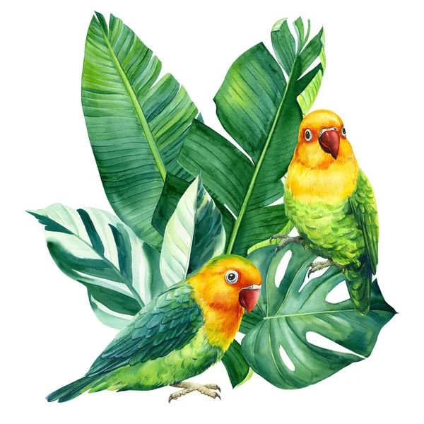 Pássaros tropicais, pombinhos e folhas de palma sobre fundo branco, ilustração aquarela, desenho da selva — Fotografia de Stock