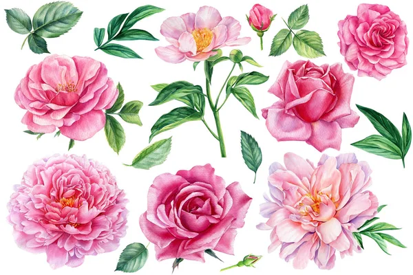 Verão floral com folhas e flores isoladas sobre fundo branco. Aquarela pintura botânica Peônia, rosa — Fotografia de Stock