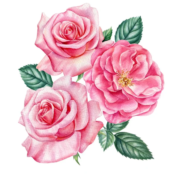 Fiori di rosa. Acquerello vintage elementi floreali. illustrazione botanica isolato sfondo bianco — Foto Stock