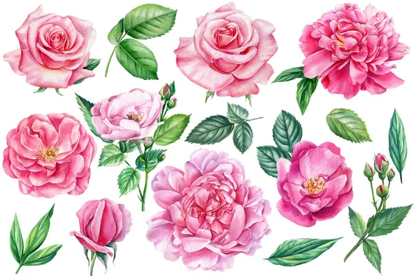 Akvarell vintage virágos elemek. bazsarózsa, rózsa virágok, botanikus fényes természet gyűjtemény elszigetelt fehér háttér — Stock Fotó