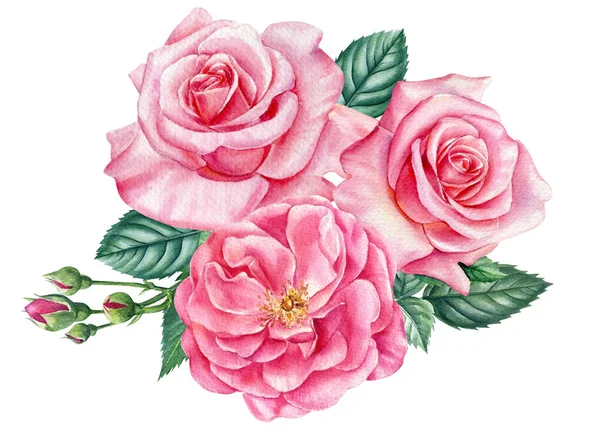 Pinkfarbene Blumen. Rose, Knospen und Blätter auf weißem Hintergrund, Aquarell-Illustration — Stockfoto